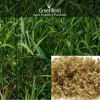 Large picture palmarosa grass seeds ( Cymbopogon martinii )
