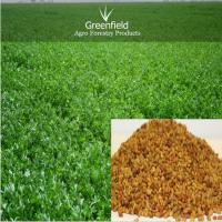Large picture Alfalfa grass Seeds ( (Medicago sativa )