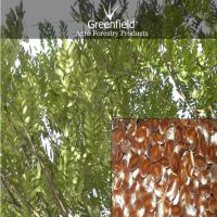 Large picture Cassia sammia ornamental tree seeds