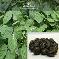 Large picture kinvanch medicinal seeds  ( Mucuna pruriens )
