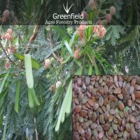 Large picture Su-babool tree seeds ( Leucaena leucocephala )