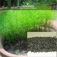 Large picture Shatavari medicinal seeds ( Asparagus racemosus )