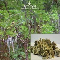 Large picture Munga tree seeds ( Moringa ollifera )