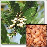 Large picture karanj tree seeds ( Millettia pinnata )