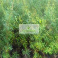 Large picture Pomogranate Plant ( Punica granatum )
