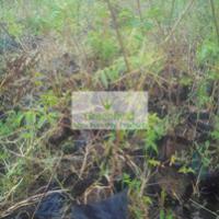 Large picture Neem / Margosa Plant ( azadirachta indica )