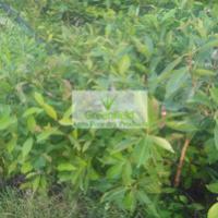 Large picture Jamun / Janbu Fruit Plant ( Syzygium cumini )