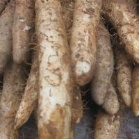 Large picture Supply Wild Yam Extract Powder