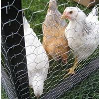 Large picture Chicken Mesh