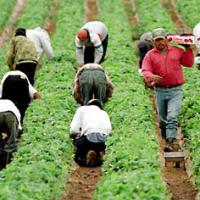 agricultural workers