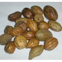 Large picture Terminalia Fruit Extract