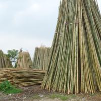 Large picture bamboo pole