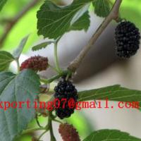 Large picture Mulberry leaf extract