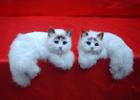 Imitated crafts, Gift Toys, holiday present