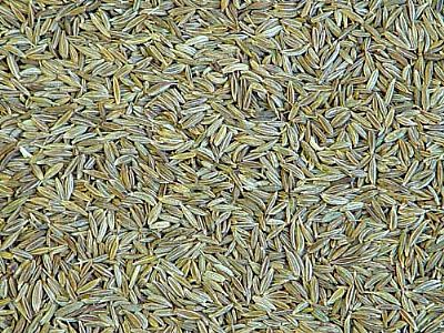 cumin seed