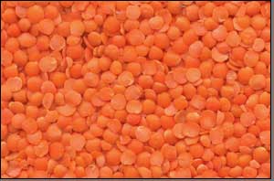 red lentil