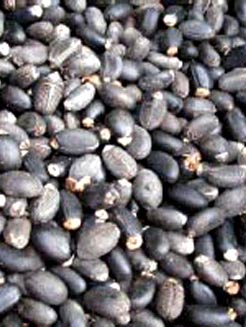 offering jatropha curcas seeds