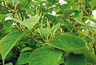 Standardized Botanical Extracts