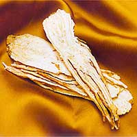 Angelica Root
