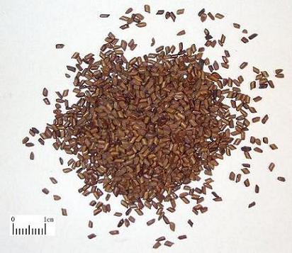 Cassia seed