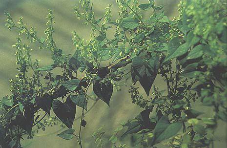 Tuber Fleeceflower Extract