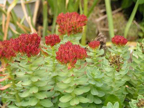 Rhodiola Rosea Extract