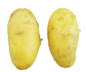 Fresh Potato
