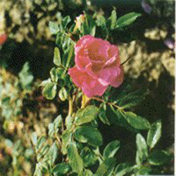 rose flower extract