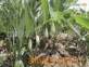 polygonatum odoratum