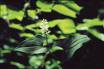 maianthemum bifolium