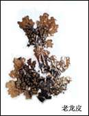 lung lichen extract
