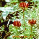 Rhodiola Rosea Extract