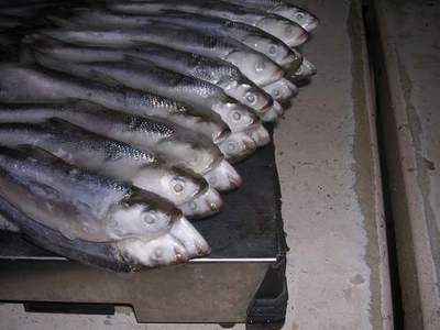 FROZEN MILKFISH
