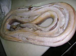 FROZEN YELLOW CONGER EEL