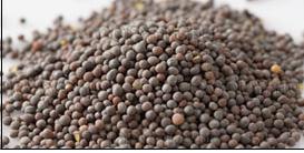 Mustard Seed