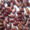 purple speckled kidney beans