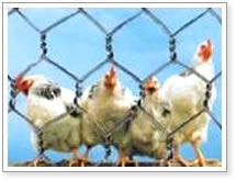 hexagonal wire cages