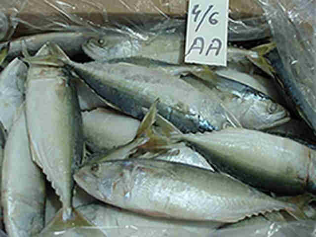 indian mackerel
