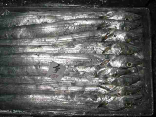ribbon fish