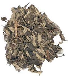 Artemisia