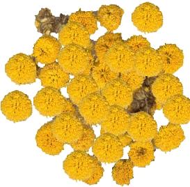 Indian Dendranthema Flower