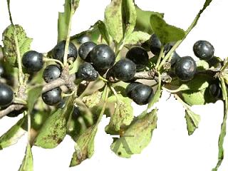 Ceanothus Fruit