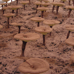 Reishi Mushroom Extract Ganoderma lucidum