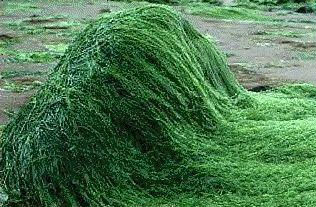 Spirulina Powder(Algae Chlorella Spirulina)