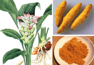 turmeric powder, curcuma longa,curcumin95%,spice