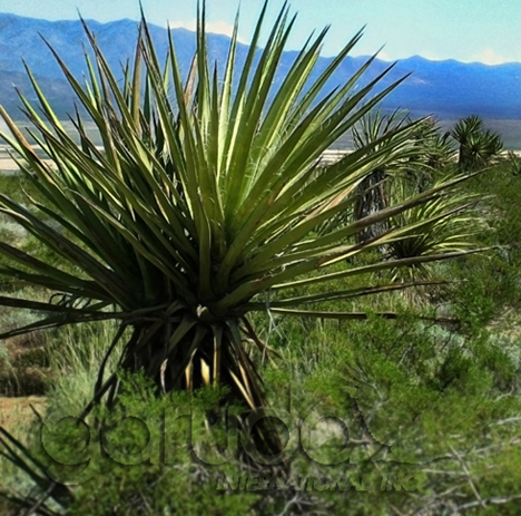 Yucca Schidigera Extract NP Raw Mtrl (Food Grade)