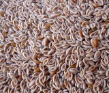 Plantago Ovata - Isabgol Husk - Psyllium Plantago
