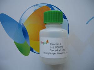 Protein L