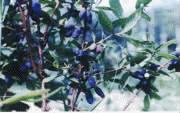 sweetberry powder