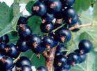 black currant extract